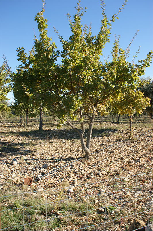 Pépinières de plants truffiers en Vaucluse