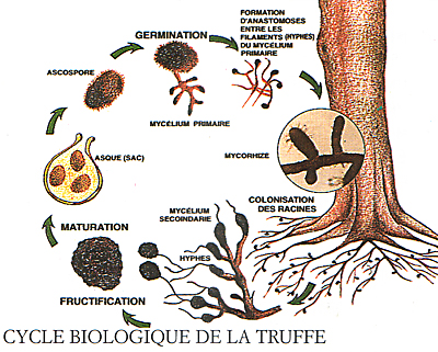 cycle truffes