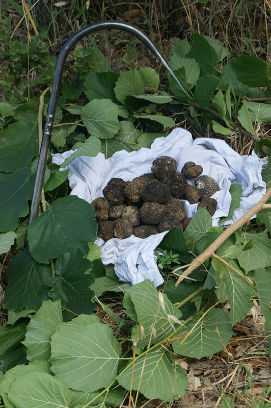 Vente de truffes à Valréas